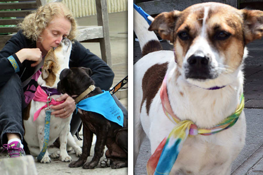 Princess the rescue dog needs a home