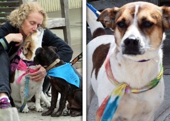 Princess the rescue dog needs a home