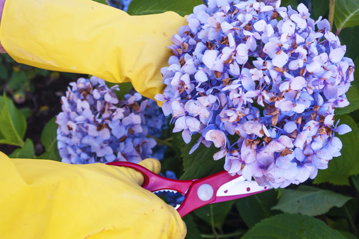 Pruning hydrangeas for spring