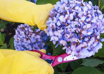 Pruning hydrangeas for spring