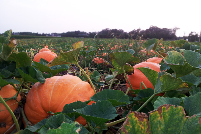 Pick pumpkins in the Hamptons this fall.