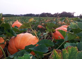 Pick pumpkins in the Hamptons this fall.