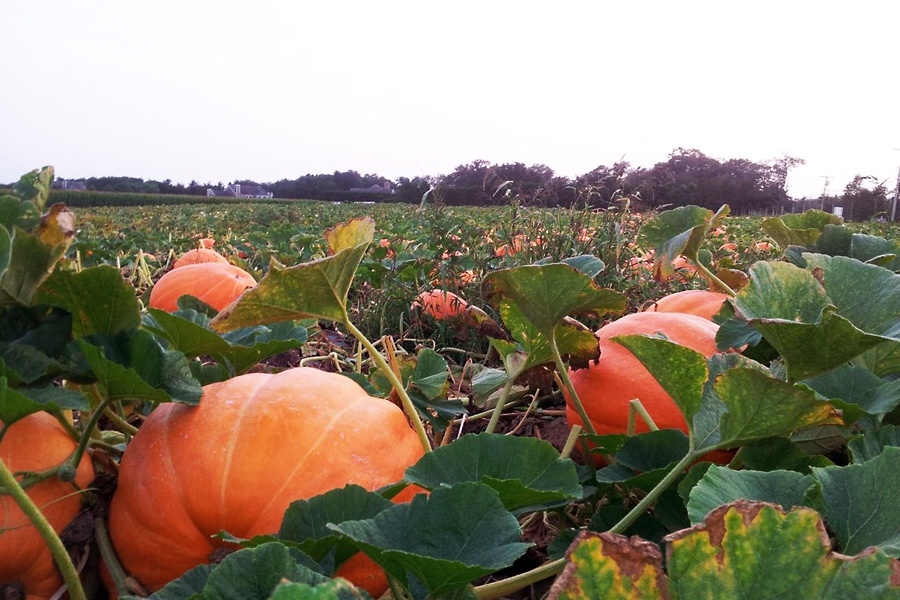 Pumpkin field at Hank's Pumpkintown pumpkins