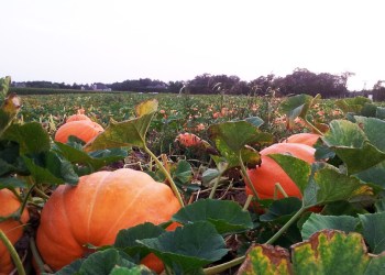Pumpkin field at Hank's Pumpkintown pumpkins