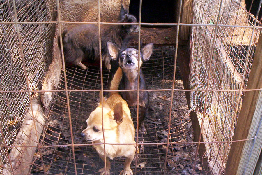 Puppy mill dogs are forced to breed while living in inhumane conditions