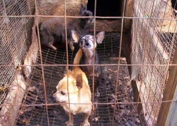 Puppy mill dogs are forced to breed while living in inhumane conditions