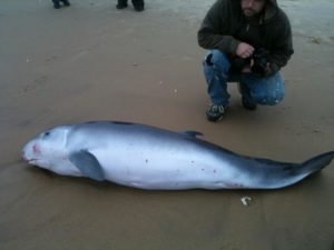 David Elze (most of him) with the Pygmy Sperm Whale on Sunday, January 13 2013