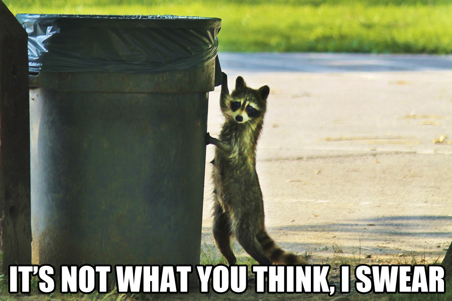 Raccoon Thief garbage
