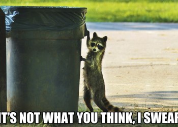 Raccoon Thief garbage