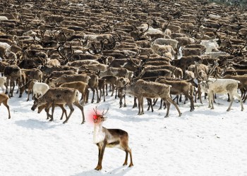Rudolph stands alone among his reindeer brethren