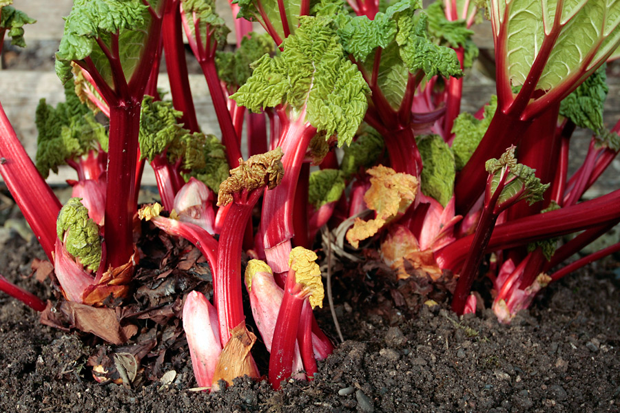 It's time to harvest your rhubarb