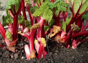 It's time to harvest your rhubarb