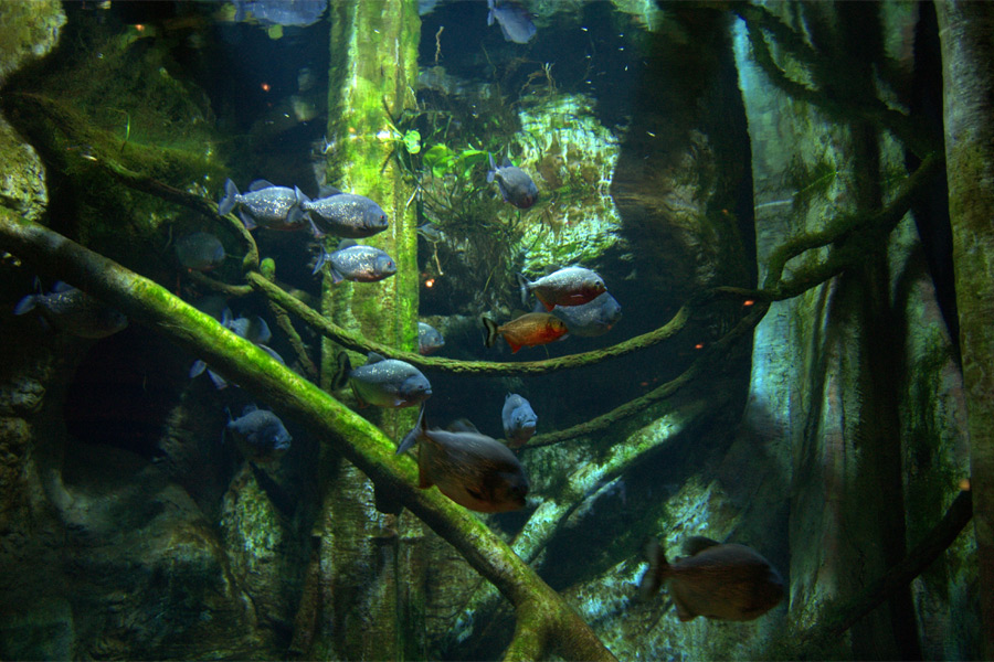 Piranhas at the Long Island Aquarium