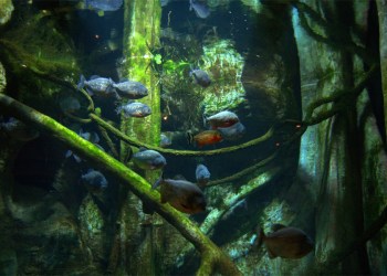 Piranhas at the Long Island Aquarium