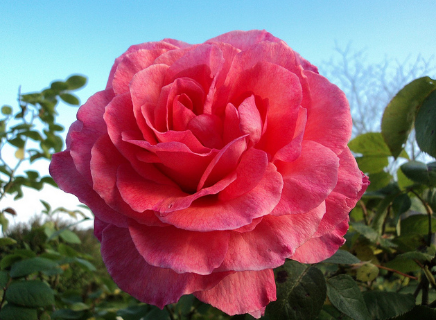 Rose