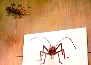 Rossa Cole “Asian Longhorn Beetles”