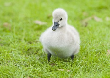 SWAN-bigstock-Fuzzy-cute-baby-swan-duckling–26408303