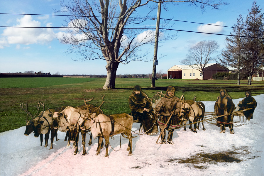 Sagaponack Reindeer