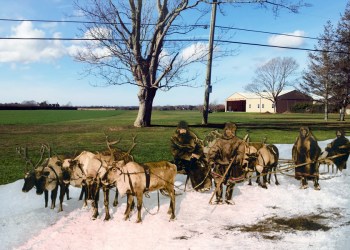 Sagaponack Reindeer