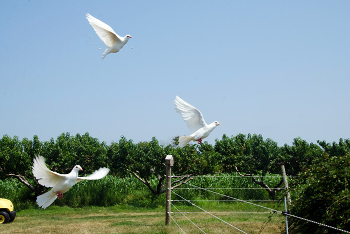 Salt Air Farm will release doves at your North Fork Wedding