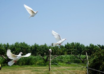 Salt Air Farm will release doves at your North Fork Wedding