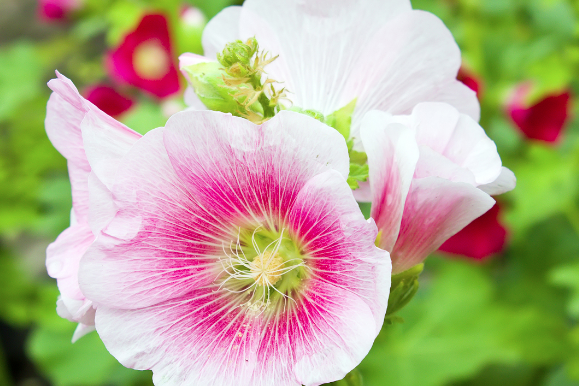 Hollyhocks