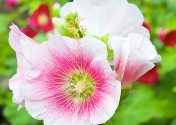 Hollyhocks