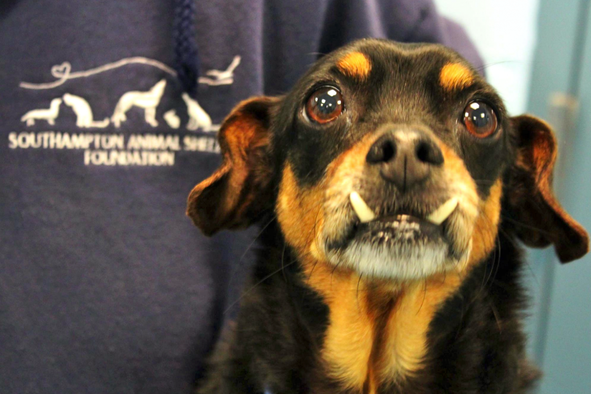 Doodle, the Vamp Dog.