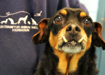 Doodle, the Vamp Dog.