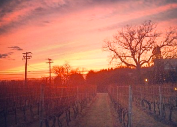 The sun sets at Wolffer Estate Vineyard.