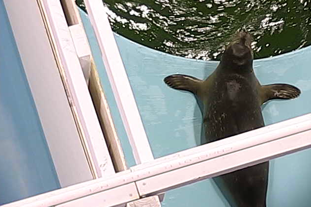 Commodore the Harbor Seal.