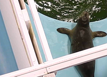 Commodore the Harbor Seal.