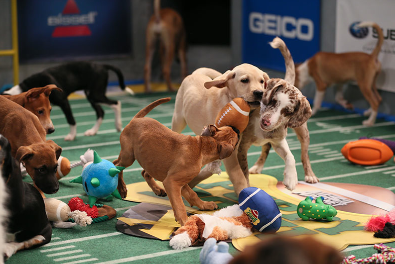 Puppy Bowl X. Photo credit: Animal Planet