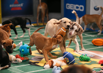 Puppy Bowl X. Photo credit: Animal Planet
