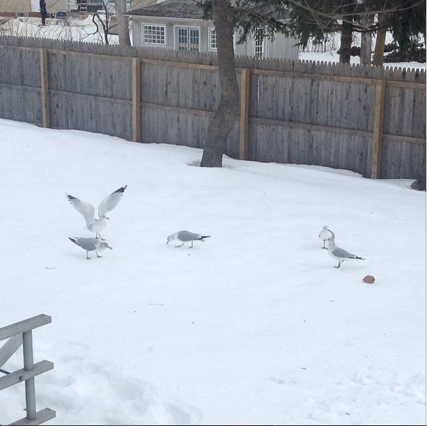 Seagulls love cornbread, even in the snow.