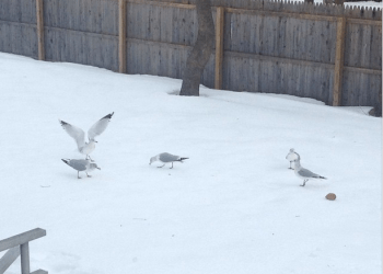 Seagulls love cornbread, even in the snow.