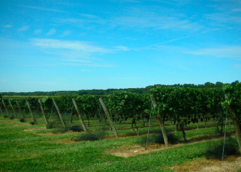 town and country real estate