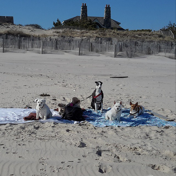 Beach bums. dogs petite dog care