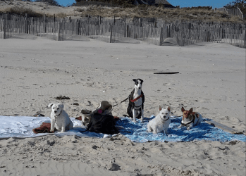 Beach bums. dogs petite dog care