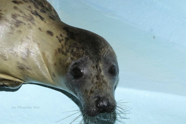 Mystique, a gray seal.