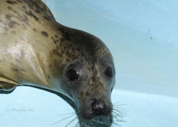 Mystique, a gray seal.