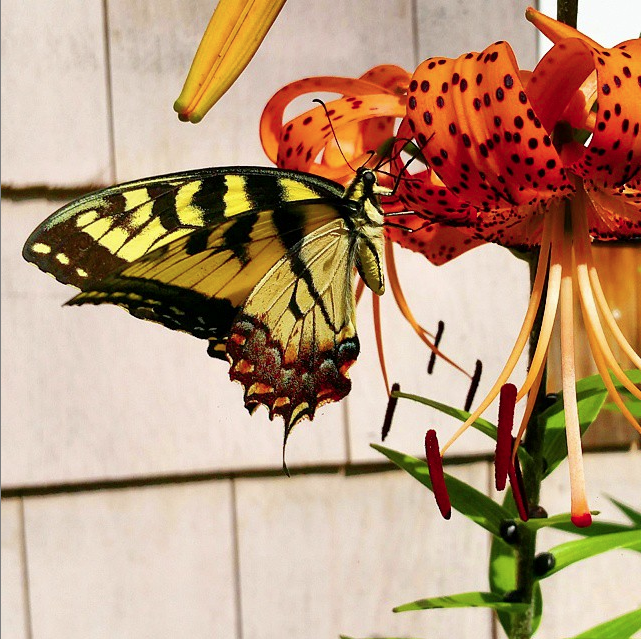 #Hamptons butterfly.