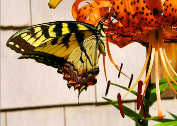 #Hamptons butterfly.