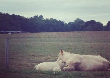 Screen-Shot-2015-08-21-at-3.43