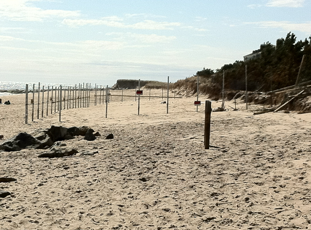 Zweig fence on Georgica Beach