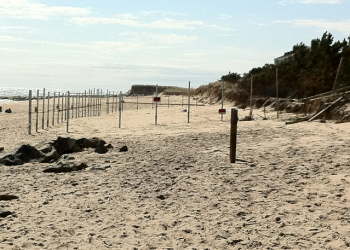 Zweig fence on Georgica Beach