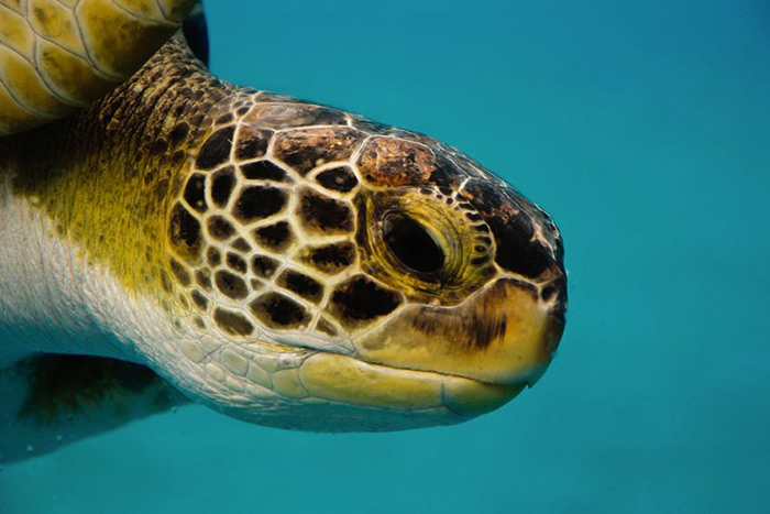 Sea turtle