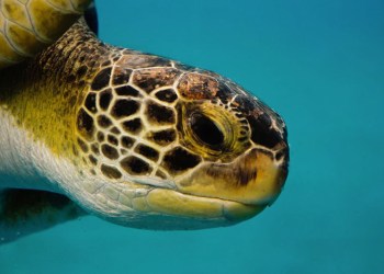 Sea turtle
