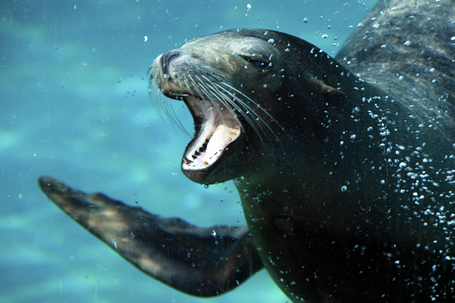 Watch the sealions at Long Island Aquarium in Riverhead!