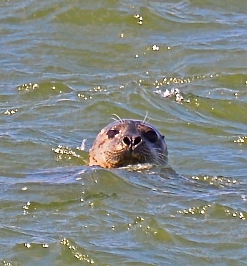 Seal in Shinnecock Inlet